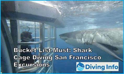 cage diving with sharks san francisco